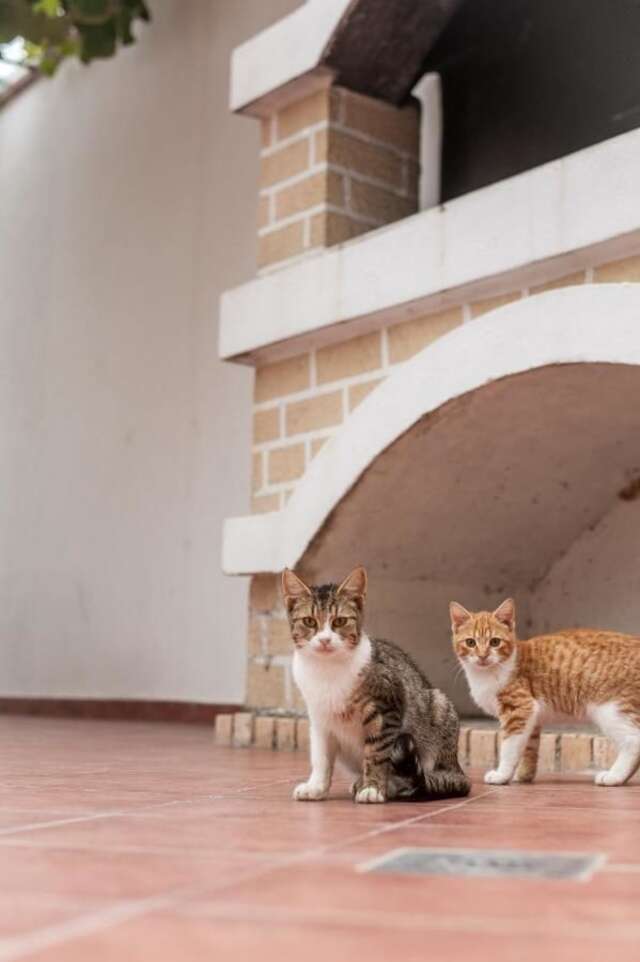 Виллы Vila Vukotić Петровац-27